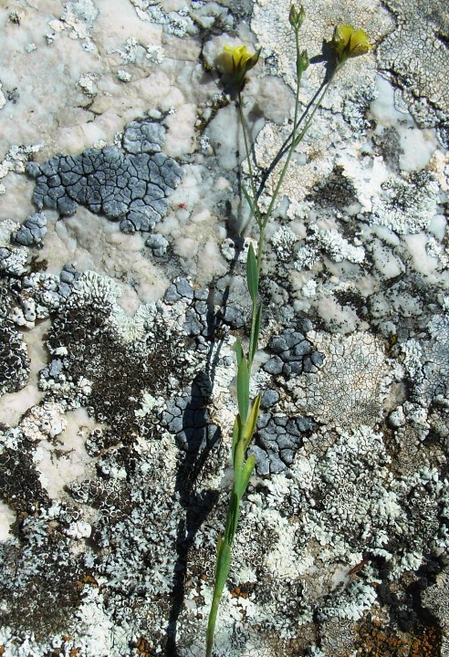 Linum con fiori gialli